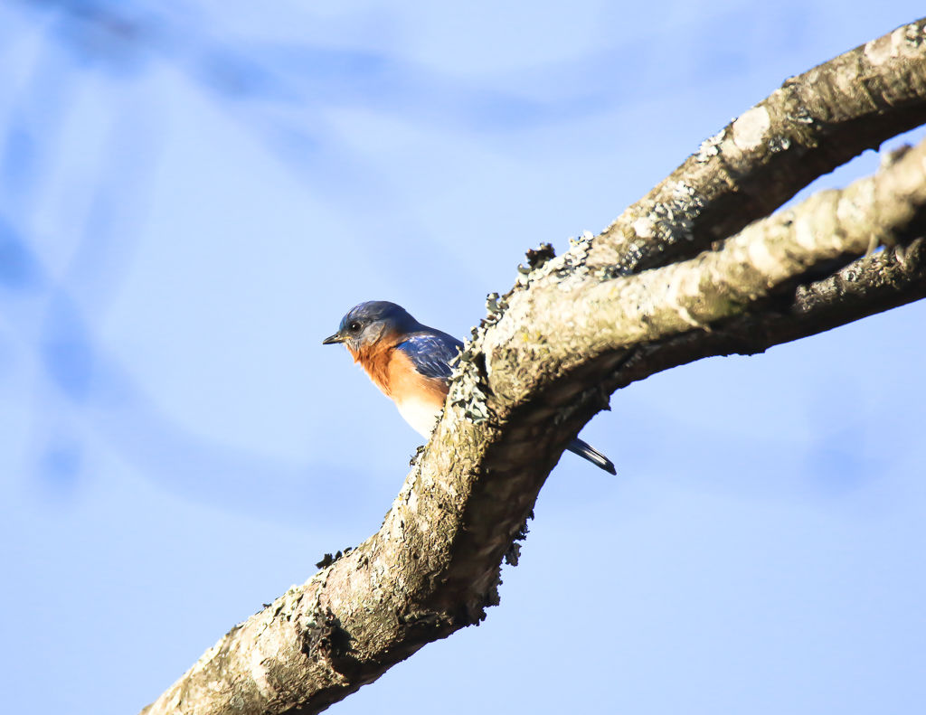 Backyard Birds NH-0162.jpg